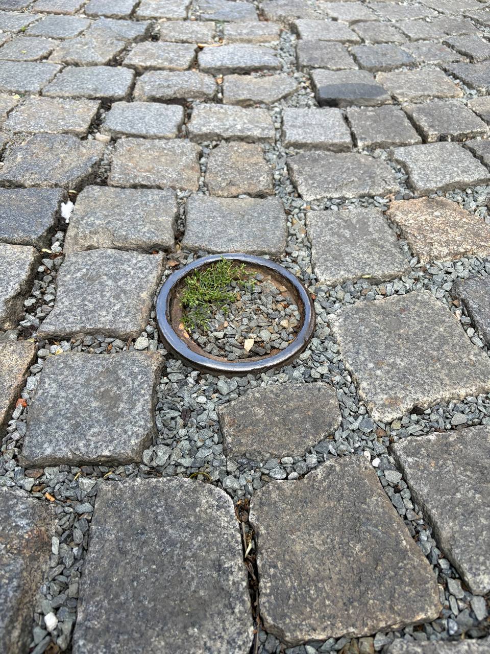 Rostlina vyrůstající otvorem po chybějícím poklopu vodovodního šoupěte v kamenné dlažbě